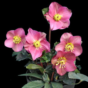 SYҌiNX}X[Y@XKNV[Y@A[[bh 5yJԔł̂͂11{`3{܂Łz