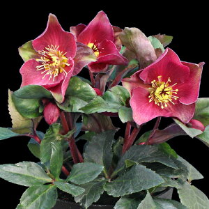 SYҌiNX}X[Y@XKNV[Y@ul 5yJԔł̂͂11{`3{܂Łz