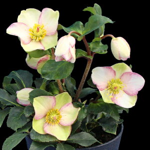 SYҌiNX}X[Y@XKNV[Y@sReB 5 yJԔł̂͂11{`3{܂Łz