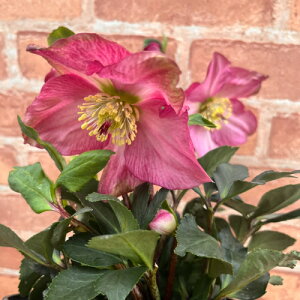 SYҌi@NX}X[Y@̗dV[Y@J[@5 yJԔł̂͂11{`3{܂Łz