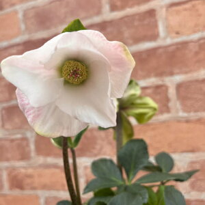 SYҌi@NX}X[Y@̗dV[Y@PCeB@5 yJԔł̂͂11{`3{܂Łz