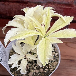 NX}X[Y  iςj̃nCubh3N K[fnCubhV[Y 5ia15cmjO|bgc i[Z[̃J[[t Ic@