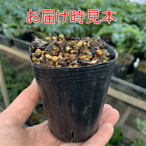 楽天市場 クリスマスローズ チベタヌス 四川省宝興県 ベインが入る淡いピンク ピンクの花 2年生7 5cmポット苗 花郷園 あなたの街のお花屋さんイングの森