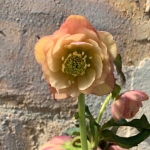 ~ṼNX}X[Y 񂸏f d炫E nCGhZNV 9cm|bgc ~V M&Bt[@NX}X[Y c