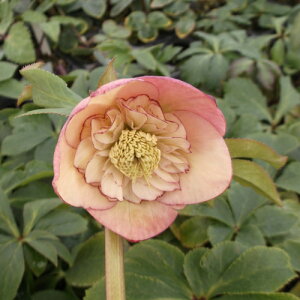 ~ṼNX}X[Y AvRbgI[PXg d炫E nCGhZNV 9cm|bgc ~V M&Bt[@NX}X[Y c