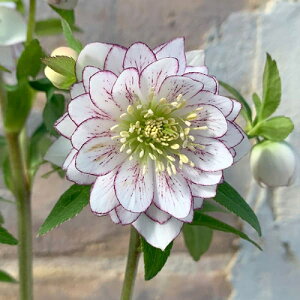 ~ṼNX}X[Y f d炫E nCGhZNV 9cm|bgc ~V M&Bt[@NX}X[Y c