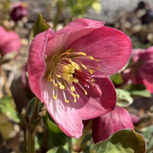 ~ṼNX}X[Y Xgx[[@PVP d炫E nCGhZNV 9cm|bgc ~V M&Bt[ NX}X[Y c