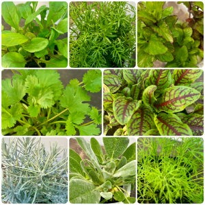 n[u 20ނIׂ!! 3 (a9cm) |bgc@1 Β n[uc