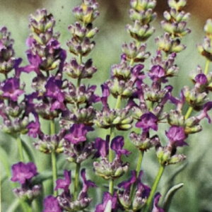 x_[ ofBn X[p[ 3 (a9cm) |bgc@1 n[u CObVK[f 񂹐A