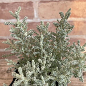 Tgi iRbgx_[j 3ia9cmj|bgc@1 ΐ J[[t 񂹐A