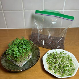 ブロッコリー(スプラウト)のタネミニパック100ML送料無料・業務用小分けスルフォラファン高含有の今、話題の種これだけあれば約20回以上収穫できます 日本郵便またはネコポス便なら全国送料無料！ 野菜 種 ミニ野菜