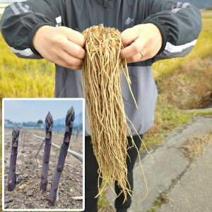 ���A�X�p���̕c �������i�}���~�����T�L�jM�� 10���Z�b�g �i�s�̂ł�L�K�i���̃T�C�Y�ł��j�i�V�����Y�j�A�X�p���K�X �c ��ؕc �h���S�����������E���i������