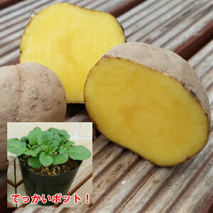 インカのめざめ 農業資材 ガーデニング用品の人気商品 通販 価格比較 価格 Com