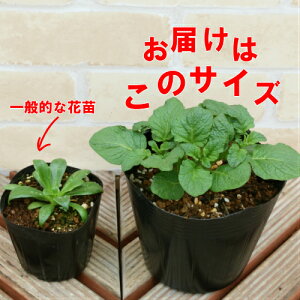 楽天市場 野菜苗 イモ じゃがいもの苗 手間なし発芽物 あなたの街のお花屋さんイングの森