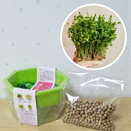 豆苗のタネ 栽培セット 栽培容器とタネ約100ml これで発芽3〜4回分、収穫後も再発芽するから6回以上は収…