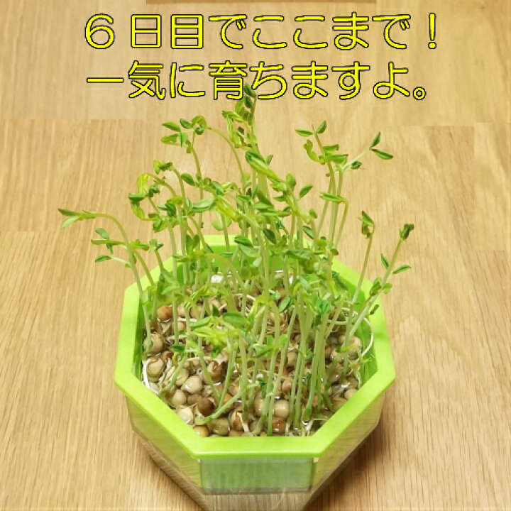 100 品質 30粒 おじぎ草 日本郵便またはネコポス便ｏｋ 花 育て方の