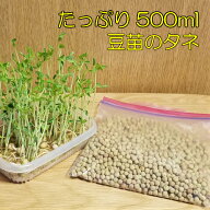 豆苗のタネ 約500ml 業務用小分け これで発芽16〜17回分、収穫後も再発芽するから30回以上は収穫出来ます…