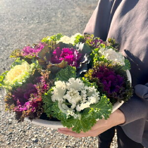 {[_ItO Ԋ񂹐A a36.5cm@9@n{^ 񂹐A  ~  SEis