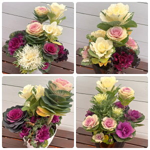 tO(n{^) 񂹐A 6(a18cm) 1 񂹐A ~   K[fjO