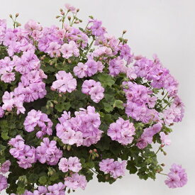 楽天市場 ハーブの苗物 種類 植物 センテッドゼラニウム 苗物 ガーデニング 農業 花 ガーデン Diyの通販