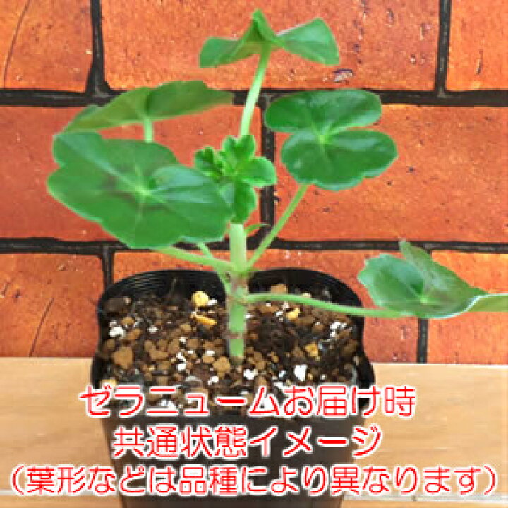 楽天市場 宿根草 栄養系 ゼラニウム ゼラニューム ピンクレース１株 あなたの街のお花屋さんイングの森