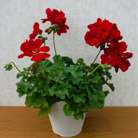 楽天市場 花の苗物 種類 植物 センテッドゼラニウム 苗物 ガーデニング 農業 花 ガーデン Diyの通販