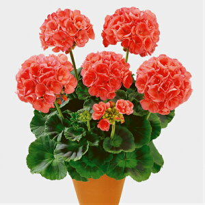 苗 花苗の人気商品 通販 価格比較 価格 Com