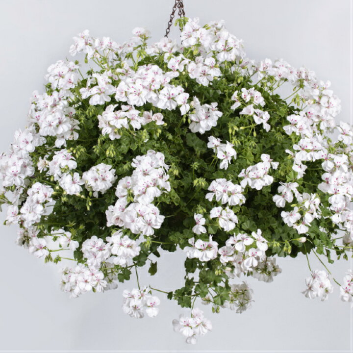 楽天市場 花苗 宿根草 栄養系 アイビーゼラニウム ゼラニューム ユーロスター サンデー 1株 苗 ゼラニウム あなたの街のお花屋さんイングの森 楽天市場 花苗 宿根草 栄養系 アイビーゼラニウム ゼラニューム ユーロスター サンデー 1株 苗 ゼラニウム あなたの街のお花屋さんイングの森