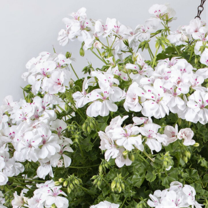 楽天市場 花苗 宿根草 栄養系 アイビーゼラニウム ゼラニューム ユーロスター サンデー 1株 苗 ゼラニウム あなたの街のお花屋さんイングの森 楽天市場 花苗 宿根草 栄養系 アイビーゼラニウム ゼラニューム ユーロスター サンデー 1株 苗 ゼラニウム あなたの街のお花屋さんイングの森