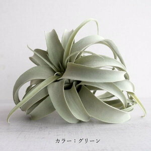 ϗtA LZOtBJ  tFCNO[ GAvc lHϗtA  CeAO[  CeAG A A GA[vc