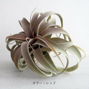 ϗtA LZOtBJ  tFCNO[ GAvc lHϗtA  CeAO[  CeAG A A GA[vc