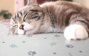 aOrA ybgp Ђh}bg 60cm×90cm ƕ u[