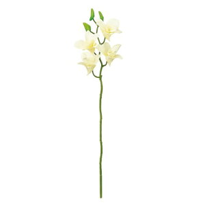 ������(Tokyodo) �A�[�e�B�t�B�V�����t�����[ ���� �t�����[�I�[�L�b�h �� �v���C�}���f���t�@�� #1 CR/WH 1�{�� FM007427-001