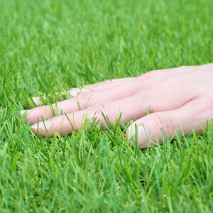 K[f}X^[(Gardenmaster) lH 0.9×5m ŏ30mm 90cm UŒs12{ ό󋉍ŏ5 x_ oRj[  eX 悯 }V ybg Ő CY6B-3095P(GR)