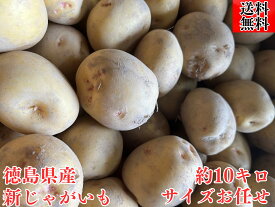 【送料無料】徳島県産　新じゃがいも バレイ (M～L)サイズ ジャガイモ きたあかり キタアカリ じゃがいも 野菜 じゃが　馬鈴薯　芋　いも