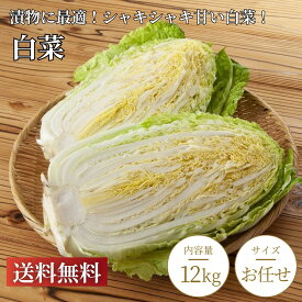 徳島県産 白菜 6～8玉（約12～15kg）業務用・家庭用に最適！鍋・漬物・煮物・サラダ・炒め物と幅広い料理に使える新鮮白菜。みずみずしく甘い！飲食店・おまとめ買いにもおすすめ！