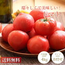 トマト 徳島県産 約4kg 【送料無料】 とまと 新鮮 生トマト 徳島 国産 旬 野菜 詰め合わせ まとめ買い 常備菜 お取り…