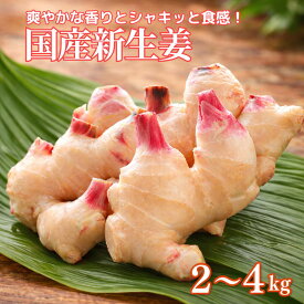 【送料無料】新生姜 徳島県産 高知県産 2kg 4kg 国産 生姜 新鮮 甘み やわらか 季節限定 業務用 大容量 家庭用 薬味 漬物 生姜焼き 唐揚げ おろし きざみ 料理 食材