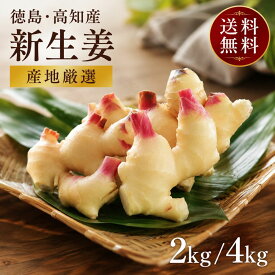 新生姜 徳島県産 高知県産 2kg 4kg 国産 生姜 新鮮 甘み やわらか 季節限定 業務用 大容量 家庭用 薬味 漬物 生姜焼き 唐揚げ おろし きざみ 料理 食材