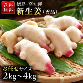 新生姜 国内産 秀品 （選べる2kg・4kg）｜生姜 新しょうが しょうが 国産 徳島産 産地直送 甘酢漬け ガリ 新生姜シロップ 生姜焼き 薬味 漬物 業務用 家庭用 食品 送料無料