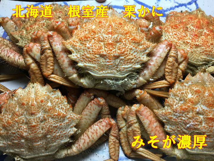 楽天市場 送料無料 新物 北海道 根室産 ボイル栗かに１ｋｇ ４ ７匹 塩ゆで かに カニ 蟹 蟹 蟹脚 蟹足 栗カニ くりがに クリガニ 栗がに 毛がに 毛ガニ 輸送品質上 四国 九州 沖縄 北海道は冷蔵配送 馬目商店 楽天市場店