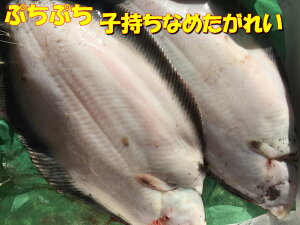  kCY VR qi^KC@1i1kgOjN JC  ①ɂĔ