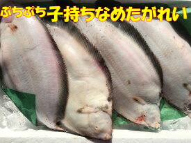 送料無料 北海道産 天然 子持ちナメタガレイ　2～3尾前後（2kg前後) 縁起物 カレイ 鰈 冷蔵にて発送