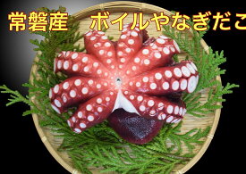 冷凍　送料無料 常磐産 釜茹で ヤナギタコ1匹 800g　プリプリ感が自慢です！タコ 蛸 たこ 福島 いわき 常磐 お歳暮　1尾　福島県