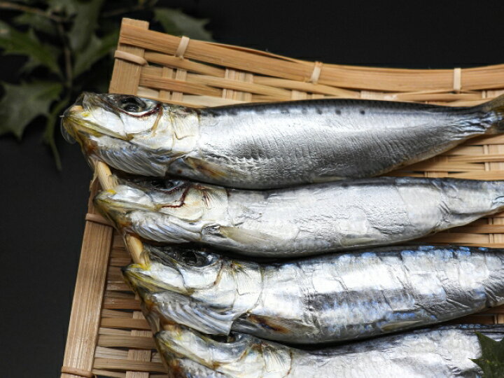 楽天市場 送料無料 千葉県産 脂ノッてる特大いわし丸干し５００ｇ ５尾 いわし 鰯 イワシ 千葉 節分 干物 丸干し 一夜干し 馬目商店 楽天市場店