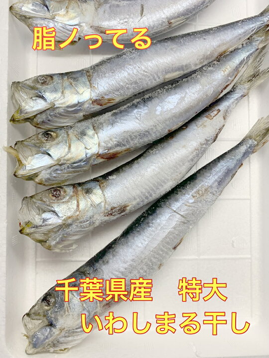 楽天市場 送料無料 千葉県産 脂ノッてる特大いわし丸干し５００ｇ ５尾 いわし 鰯 イワシ 千葉 節分 干物 丸干し 一夜干し 馬目商店 楽天市場店