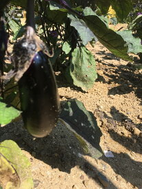 送料無料　魚屋が栽培した福島県産無農薬野菜なす2kg　ナス　茄子　不揃い傷ありも混ざっています。味はそのまま　品質管理上　沖縄は不可