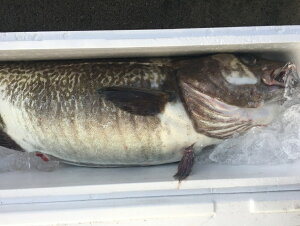  kCY 5kgi3`5jȒP/Mtg/[H/CN}_ ^_ @L@Nxێ̂߉ւ̔zs ŝߓtwsƂȂ܂B