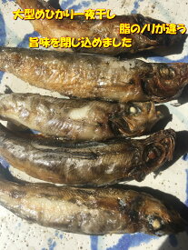 送料無料　大型めひかりの一夜干し　15匹 目光 常磐産　めひかり　メヒカリ 干物 常磐もの 常磐モノ 常磐物 ギフト 父の日　母の日　焼くだけ いわき