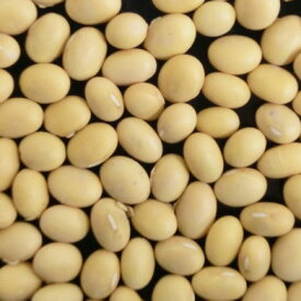 【事業所配送（個人宅不可）】輸入大豆　カナダ産大豆　NON-GMO（遺伝子組み換えではない） 30kg 用途：みそ・豆腐ほか